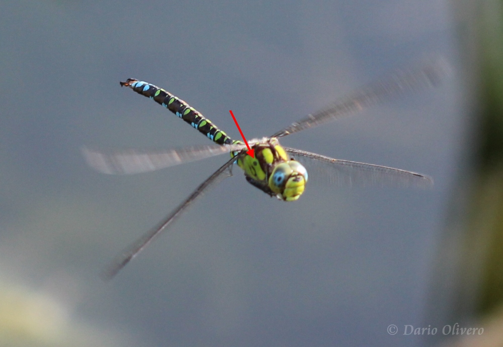 Scheda: Aeshna cyanea